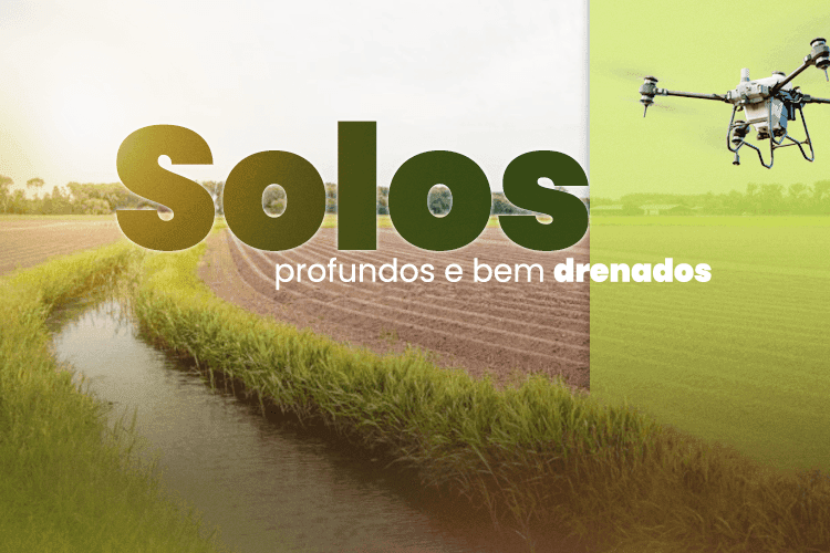 A região possui solos profundos e irrigados.