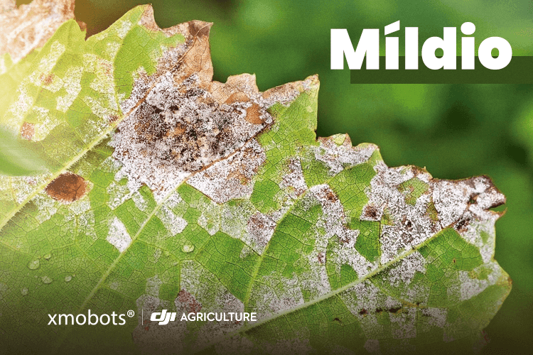 Leaf infected with mildew.